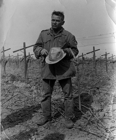 (3731) Farm worker, grape field (3731) Farm worker, grape field